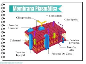 Infográfico das características da membrana plasmática