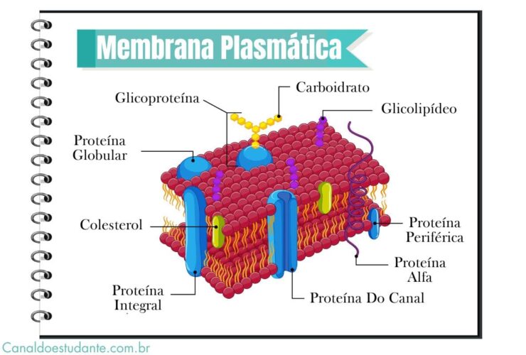 Infográfico das características da membrana plasmática